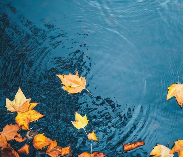 Dry autumn leaves floating on a water surface